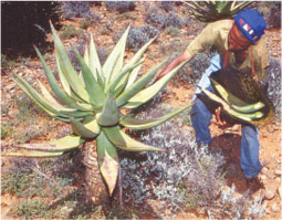 Harvesting Aloe 